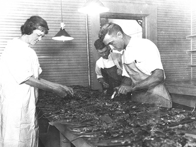 UTMB Bubonic Plague Response in 1920 Historic photograph of UTMB personnel examining specimens during the 1920 bubonic plague outbreak in Galveston.