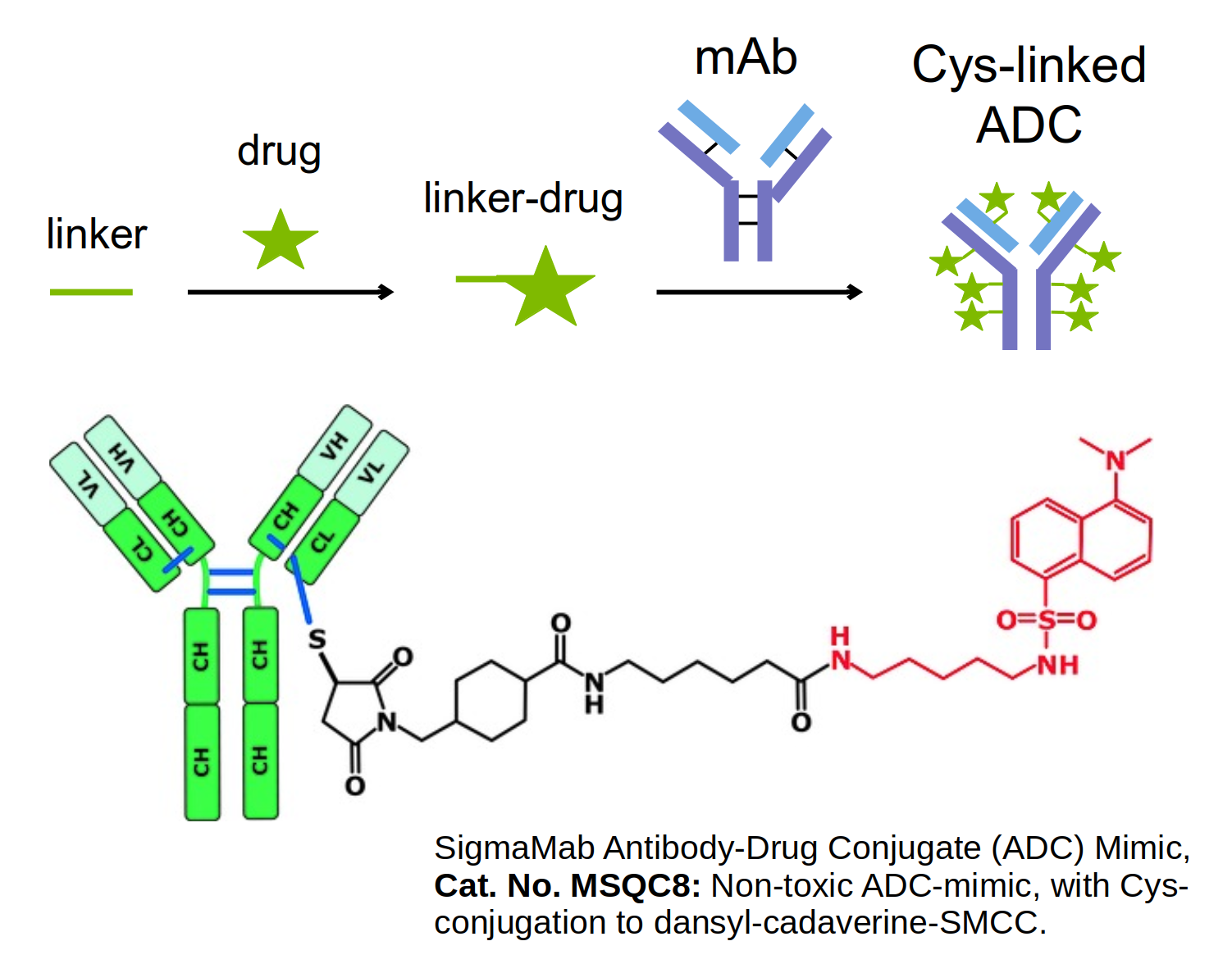 Diagram showing the formation of a cysteine-linked antibody-drug conjugate from a linker and drug attached to a monoclonal antibody, with a chemical structure example.