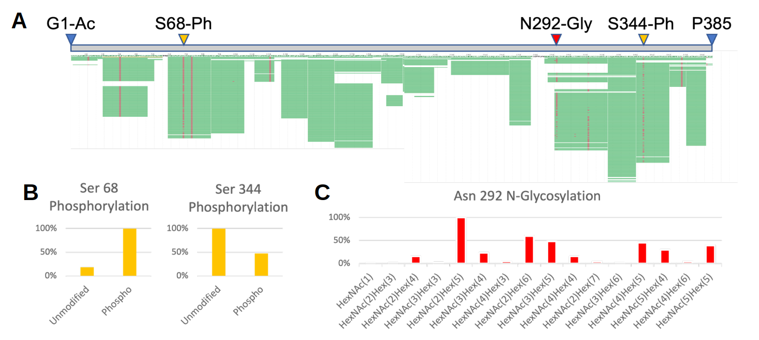 peptide-mapping_labeled