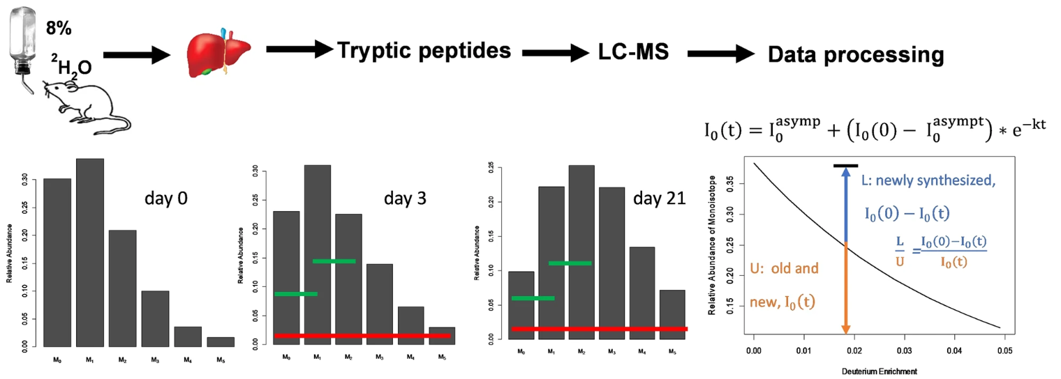 protein-turnover