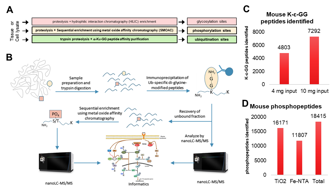 Diagram showing proteomics workflows for detecting glycosylation, phosphorylation, and ubiquitination using enrichment methods and LC-MS analysis.