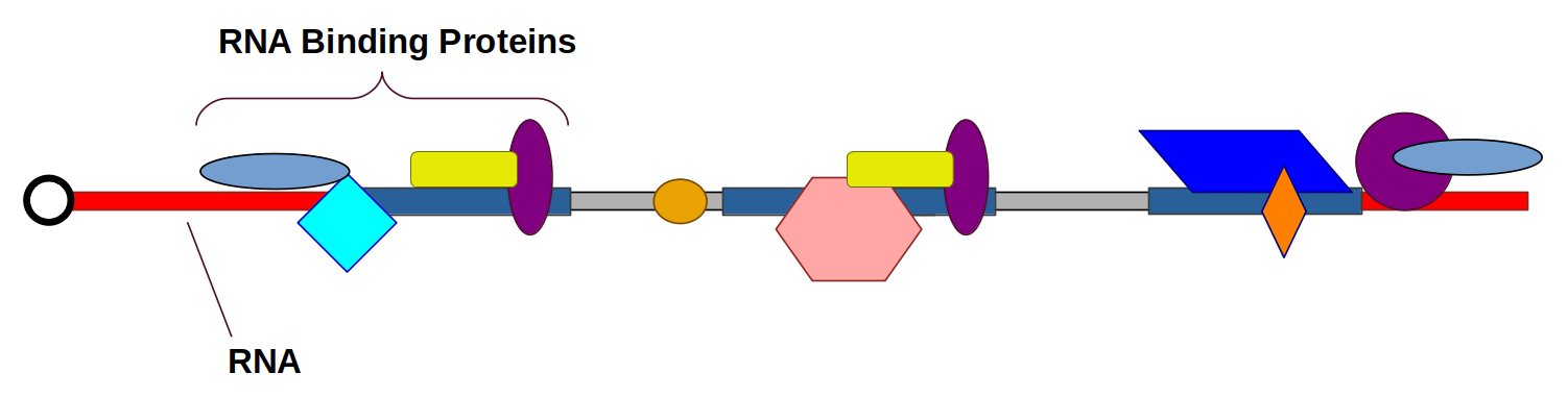 rna-binding-proteins