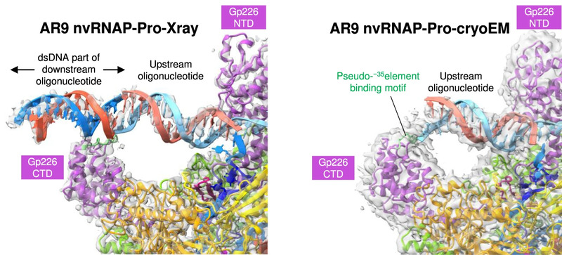 gp226 CTD in the AR9 nvRNAP promoter complex