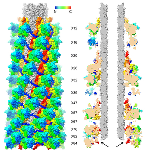 Structure of the 12 baseplate-proximal layers of the full-length sheath-tube complex in the transition state. (Sci Adv. 2021;7(24):eabf9601.)